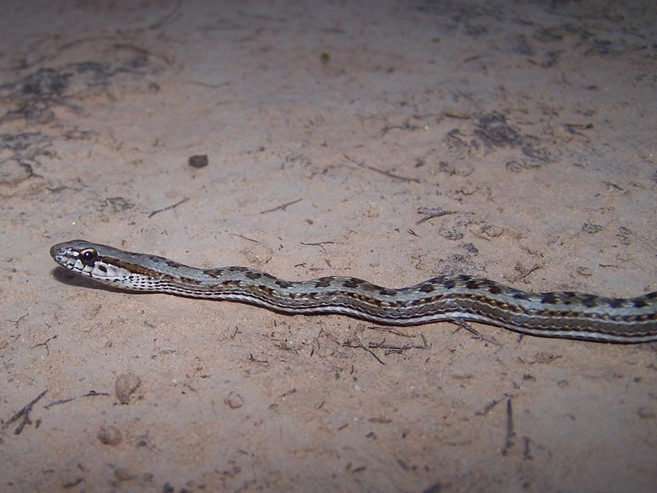 CHACO RACER Philodryas psammophidea FAUNA PARAGUAY